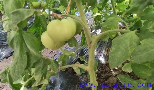 西紅柿鉆心蟲(chóng)如何預(yù)防