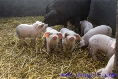 剛出生仔豬怎么養(yǎng)？哺乳仔豬飼養(yǎng)管理要點(diǎn)