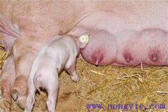 母豬奶水不足怎么辦，是什么原因?qū)е碌模? /></a>
            <a href=