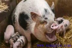 母豬咬仔豬是什么原因、怎么辦、如何預(yù)防