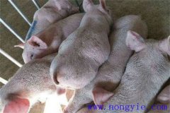 仔豬脹氣是怎么回事，怎樣治療如何預(yù)防？