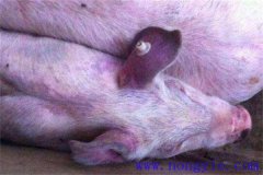 仔豬藍(lán)耳病有何癥狀，什么原因引起，如何防治