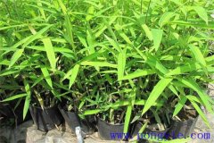 雞毛竹產(chǎn)地是哪里，有哪些特點？