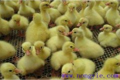 剛買(mǎi)回來(lái)的鵝苗如何飼養(yǎng)，如何預(yù)防疾??？