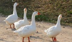 家鵝的祖先是什么，是天鵝還是大雁？