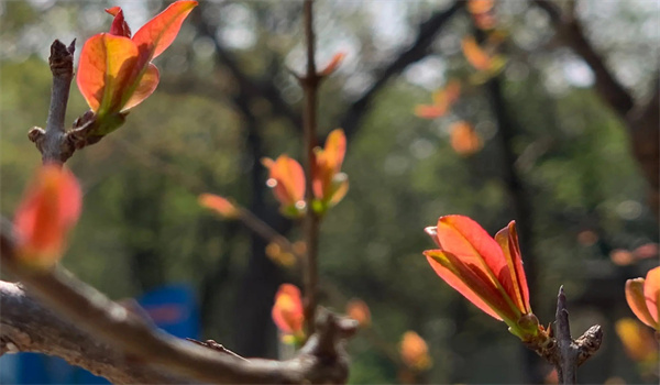 萌芽、展葉期