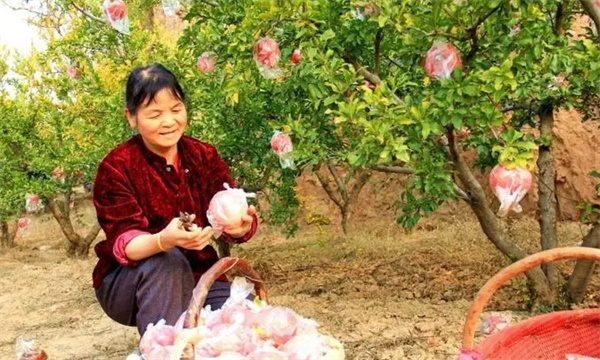 乾縣、禮泉御石榴產(chǎn)區(qū)