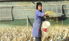 怎樣養(yǎng)鴨才能多產(chǎn)蛋，這10個技巧可借鑒