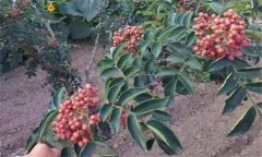 目前適合栽培的花椒品種有哪些？