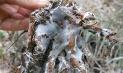 蒼術(shù)白絹病有何癥狀，怎樣防治蒼術(shù)白絹??？