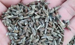 蒼術(shù)如何進行種子繁殖，應(yīng)該注意哪些問題？