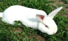 獺兔的適配月齡、利用年限和選留比例等問(wèn)題