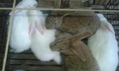 什么是公兔去勢，怎樣給公兔去勢？