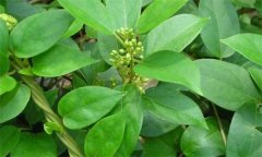 我國金剛藤制劑發(fā)展現(xiàn)狀與前景如何？