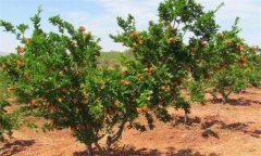 石榴樹對土壤條件的要求有哪些？