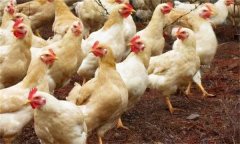 什么是育成雞？育成雞飼養(yǎng)管理的十大技術(shù)要點(diǎn)