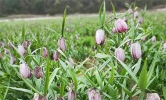 湖北貝母和浙江貝母區(qū)別在哪里？