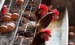 初產(chǎn)蛋雞拉稀是什么原因，如何防治？