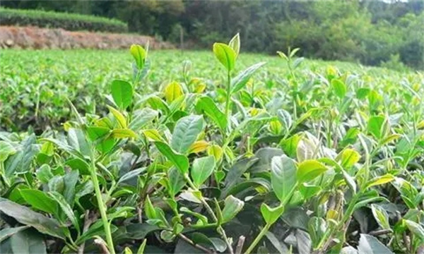 如何預(yù)防茶樹(shù)旱害的發(fā)生