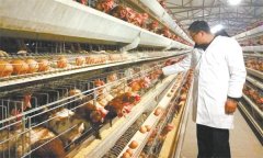 怎樣控制蛋重，控制蛋重的適宜時(shí)期是什么時(shí)候