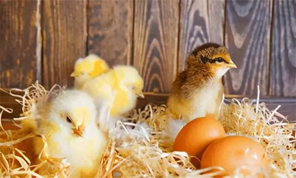 0～2周，濕度控制在70%左右