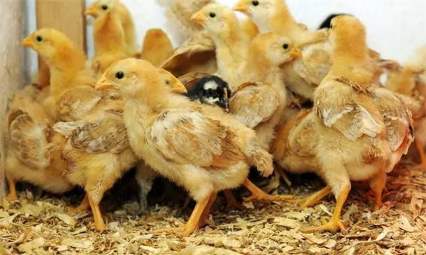 3～4周，濕度控制在60%左右