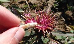 白術如何用種子繁殖？