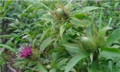 白術的主要蟲害有哪些，如何防治？