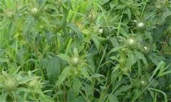 白術的主要病害有哪些？其防治方法如何？