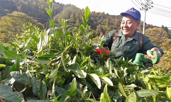 改造樹冠，更新復(fù)壯