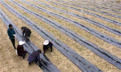 茶苗地膜覆蓋栽培有哪些好處，具體方法是什么
