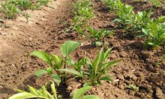 白術(shù)栽培如何選地，如何施肥、如何留種？