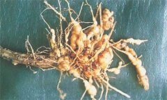 如何防治蒼術(shù)根結(jié)線蟲病，它有危害癥狀？