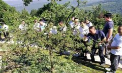 花椒肥料的選擇、施肥時(shí)間和施肥量如何掌握