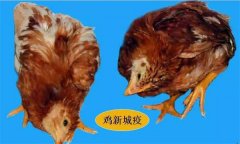 雞呼吸道疾病有哪些，防治治療的重點(diǎn)是什么？