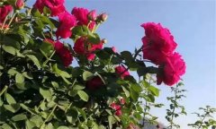 可食用玫瑰花品種有哪些，玫瑰花如何食用？