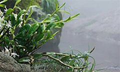 石斛需要什么樣的生長環(huán)境？