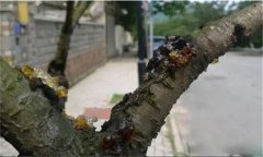 花椒樹(shù)流膠病用什么藥防治，如何預(yù)防？
