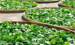 茶葉鮮葉要進(jìn)行攤放，鮮葉攤放具體方法是什么