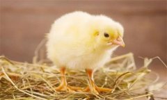 雛雞斷喙的目的是什么?雛雞斷喙的時(shí)間按排