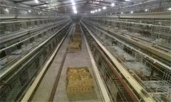 雞場光照制度的意義，青年雞如何控制光照？