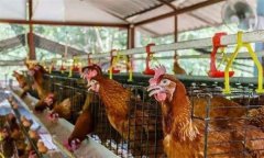 雞群安全度夏，應采取哪些措施加強防暑