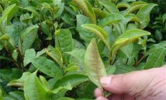 茶橙癭螨為害癥狀，如何防治茶橙癭螨為害？