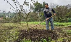 花椒追肥用什么肥料？花椒追肥方法和注意事項(xiàng)