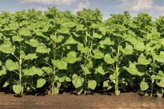 向日葵開(kāi)花期怎么施肥、怎么管理？