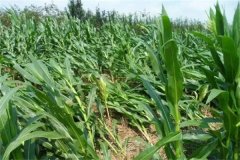 春玉米倒伏怎么辦？