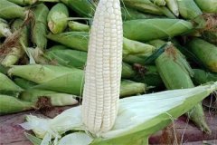 如何選擇糯玉米品種，糯玉米有哪些優(yōu)良品種？