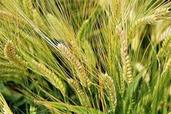 上海地區(qū)種植的大麥品種主要有哪些？