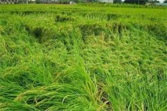 水稻倒伏是什么原因，如何處理水稻倒伏？