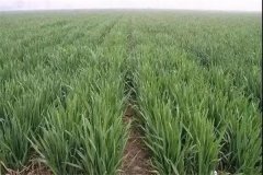 小麥旺長怎么控制，打什么藥最好？